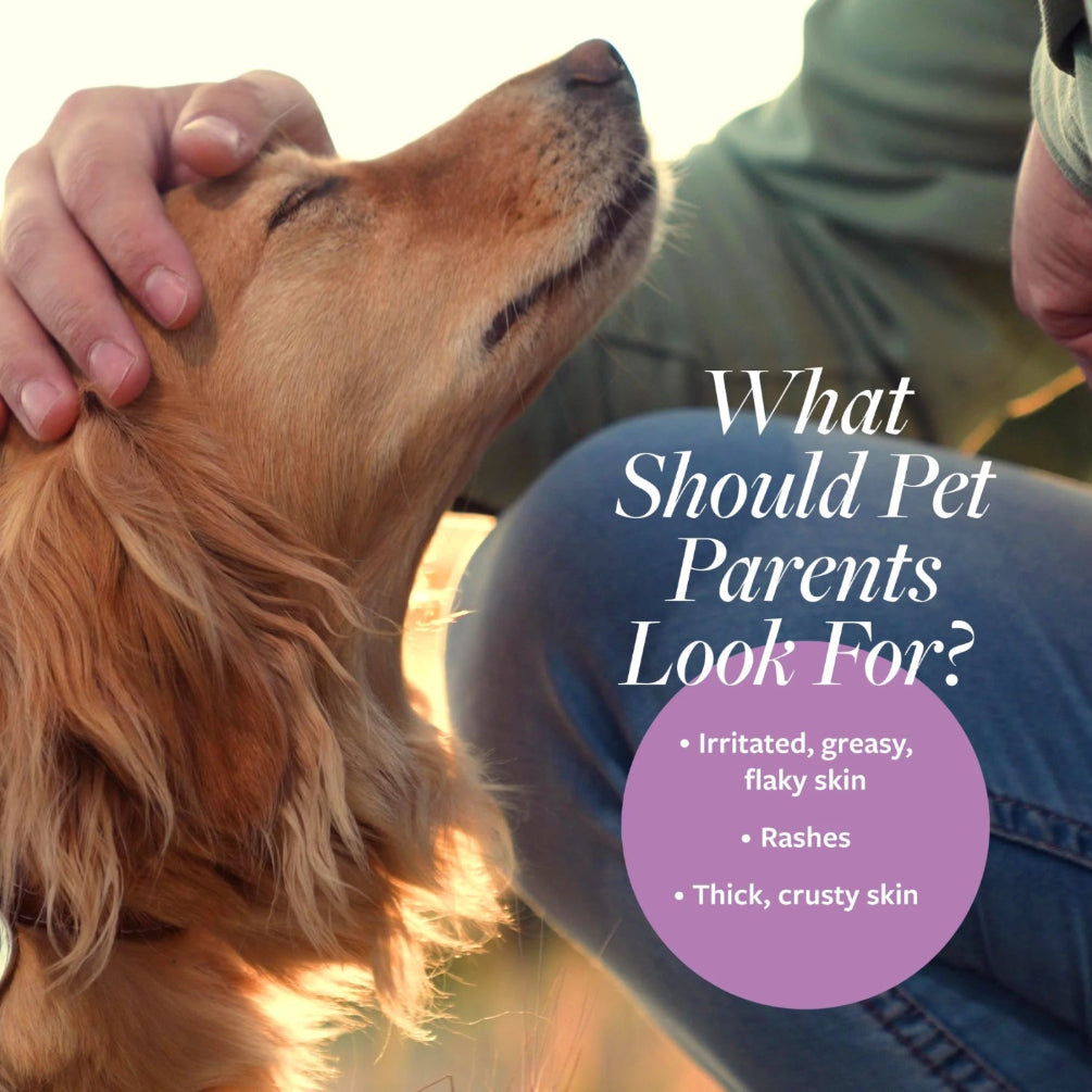 Clinical Care Antiparasitic & Antiseborrheic Shampoo for Dogs, 16 Oz